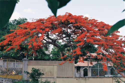 vietnam flameboyan red flower