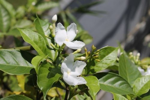 vietnam flowers tropical flowers hoi flowers