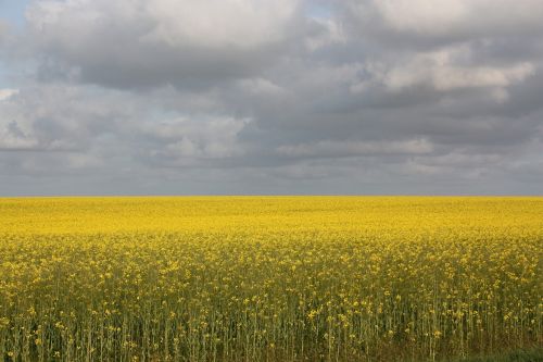 view oilseed rape mark