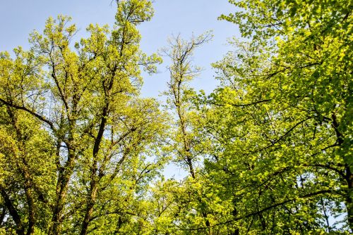 view tree forest