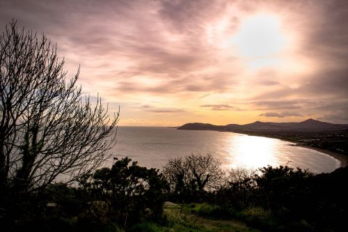 view tree sunset