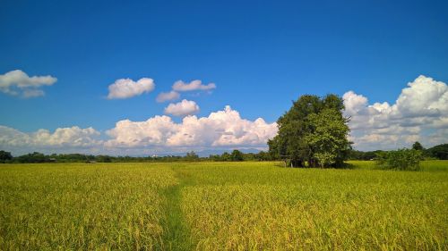 view countryside field
