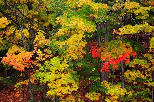 view autumn tree