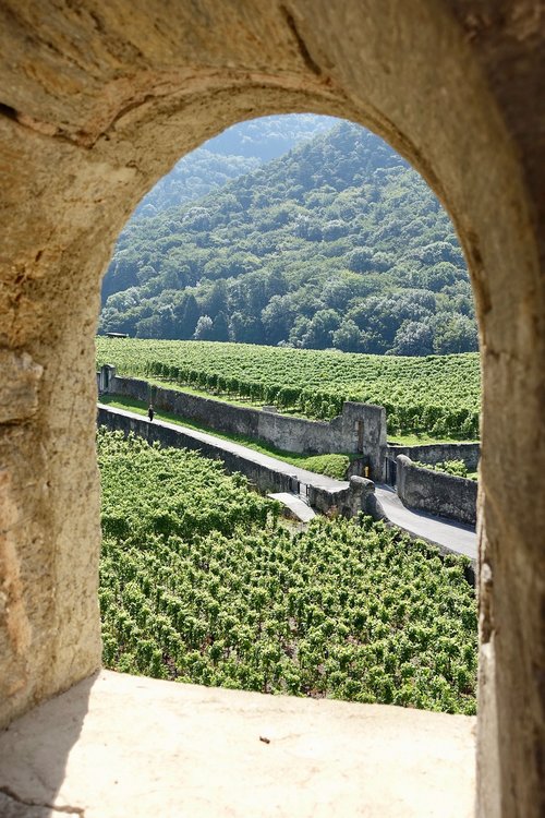 view  vista  vineyards