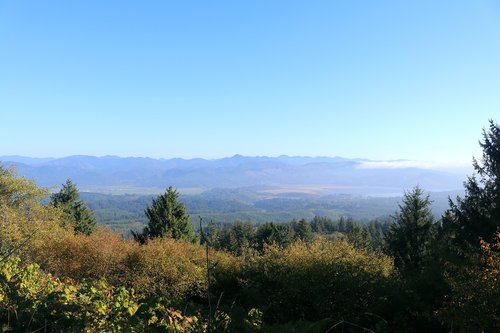 view  forest  nature