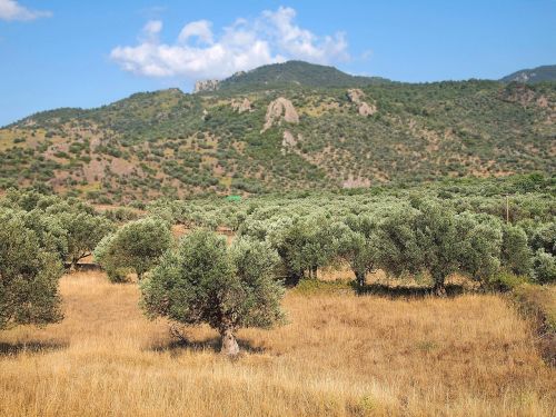 view olive trees mountains