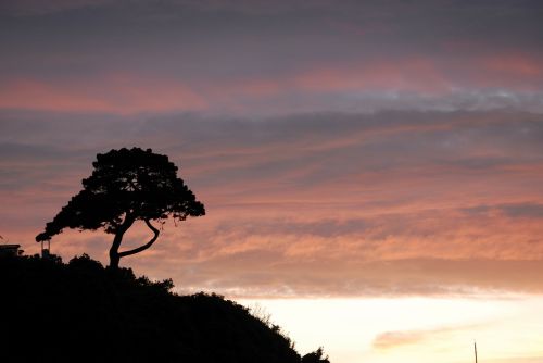 view one tree dawn