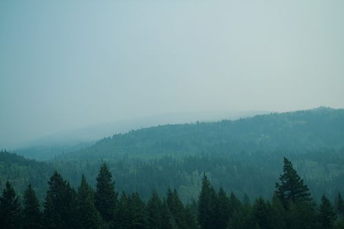 view hills forest