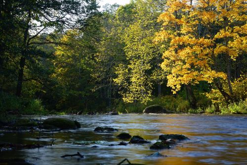 forest autumn river