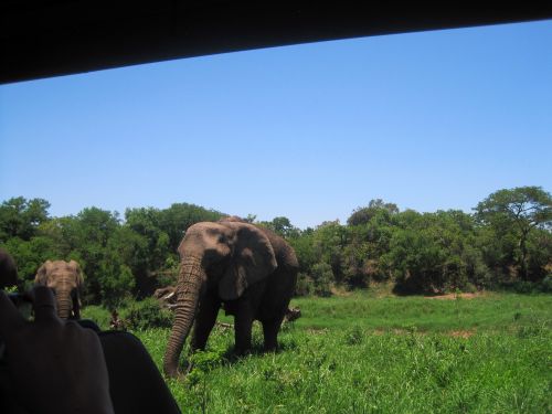 Viewing Elephant On Game Drive 2