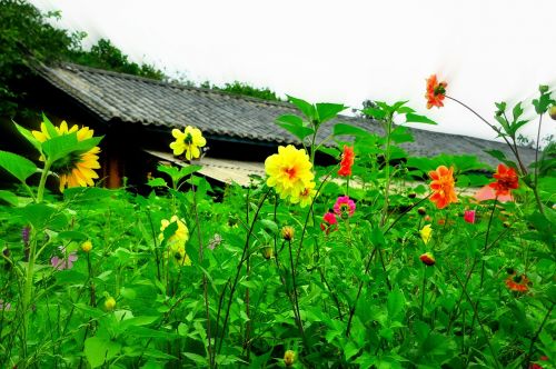 village sunflower flowers