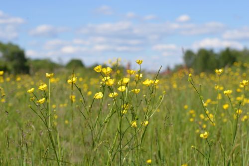 village nature flowers