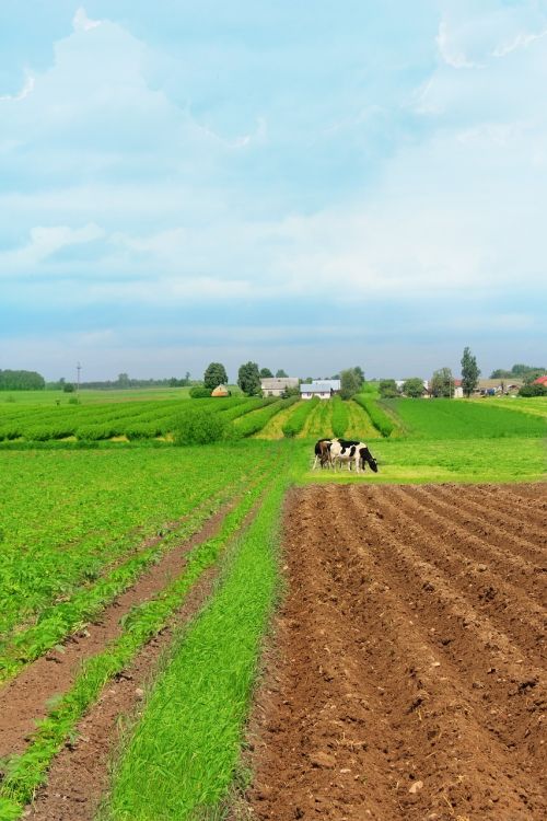 village cows field