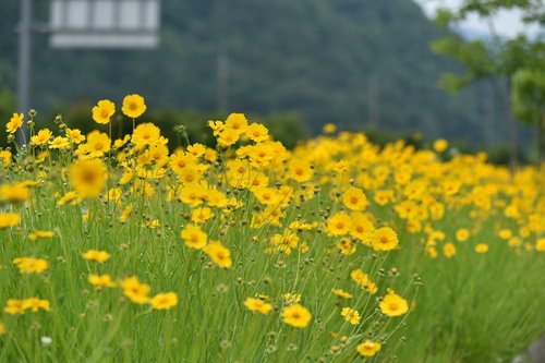 village  flowers  summer