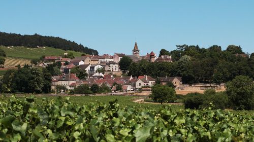 village burgundy vines