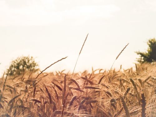 village corn plants