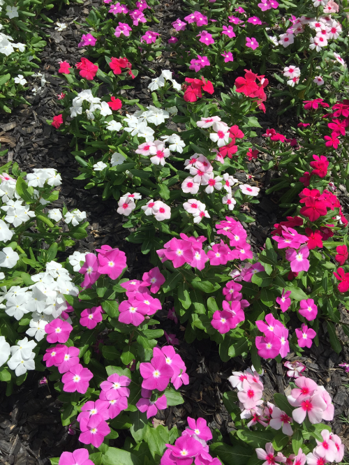 vinca flowers nature