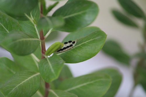 vinca poop black periwinke