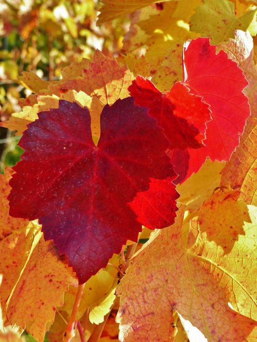 vine leaf autumn