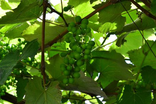 vine grapes green