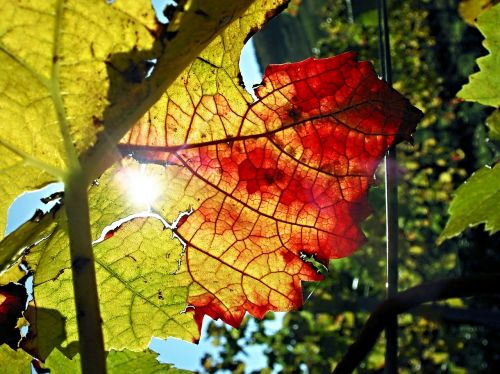 vine autumn leaf