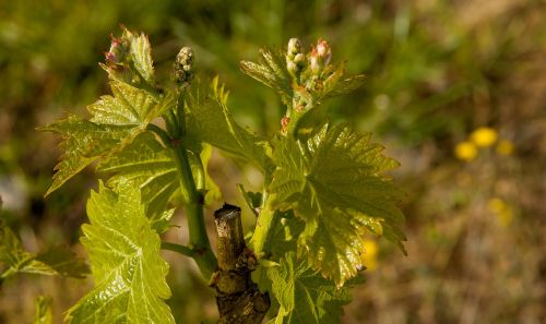 vine vineyard leaves