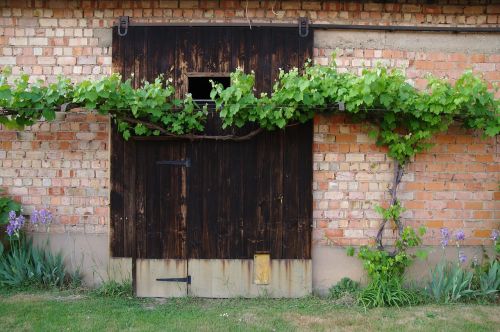 vine barn door red brick wall