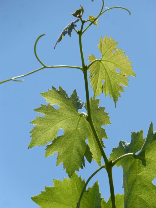 vine outbreak leaves