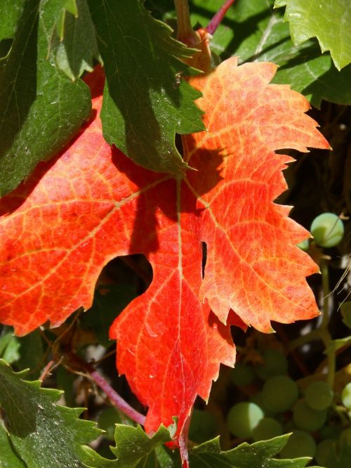 vine leaf red leaf