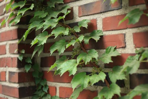 vine ivy wall