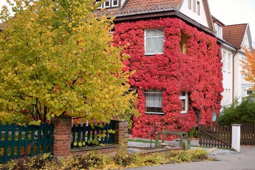 vine autumn red leaves