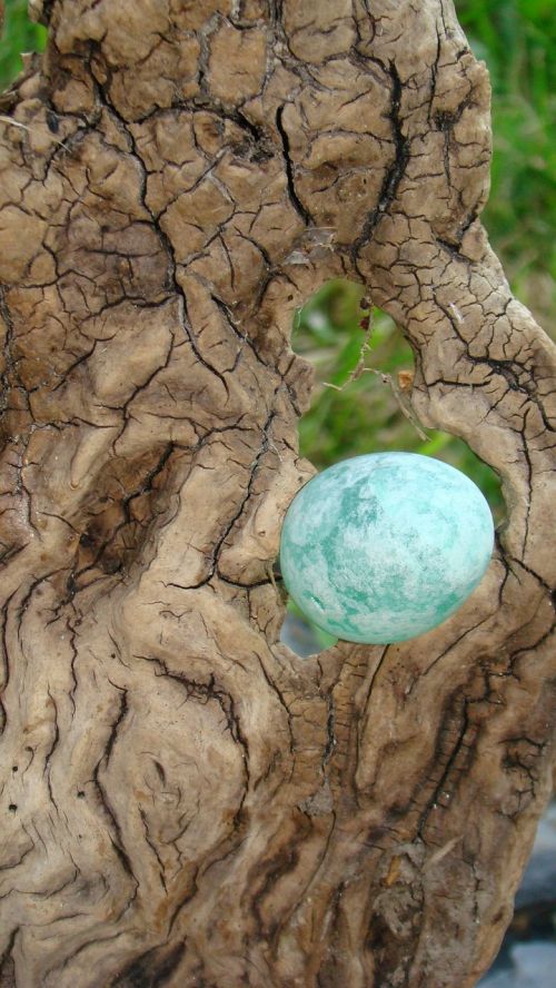 vine blue egg nature