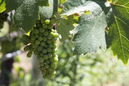 vine bunch of grapes vineyard