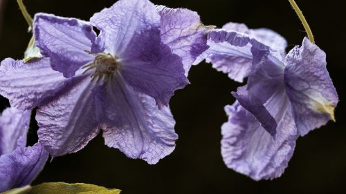 vine clematis flower