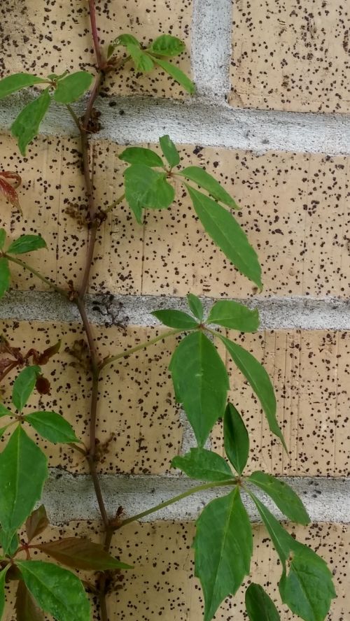 vine leaves leafy