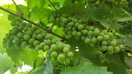 vine grapes nature