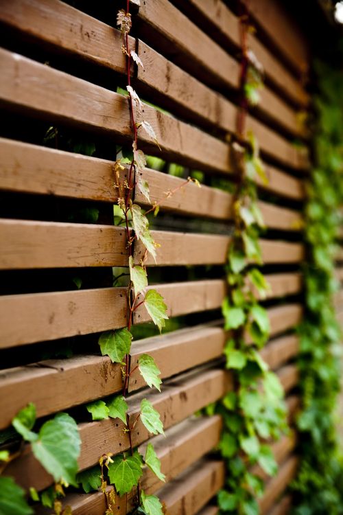 vine plants the leaves