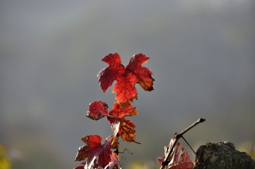 vine autumn emerge