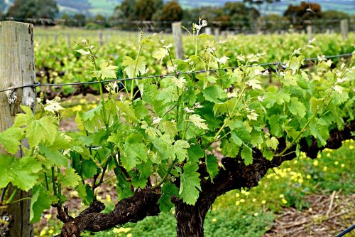 vine sprouts vineyard