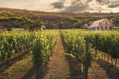 vine vineyard viticulture