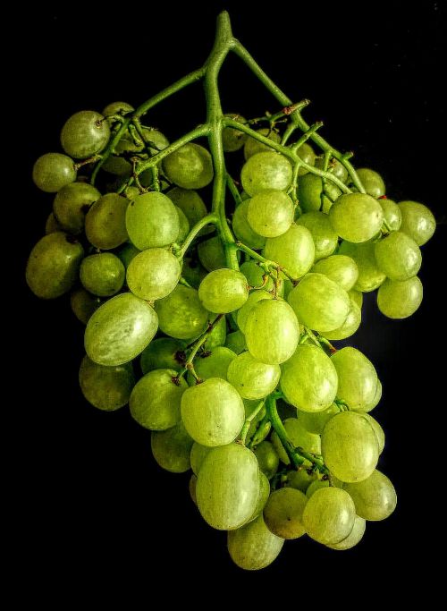 vine grape fruit