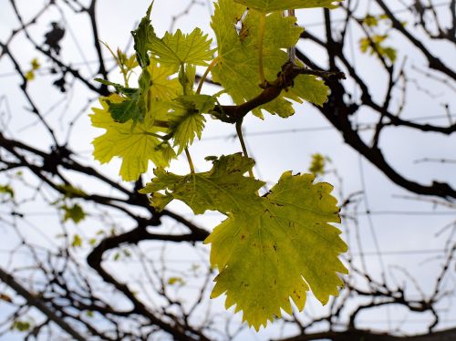 vine leaf branch