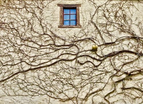 vine window wall