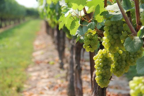 vine  vineyard  grape