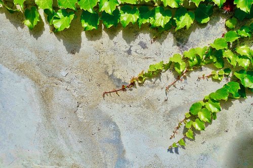 vine  plant  desktop