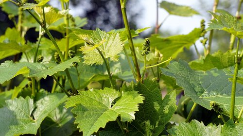 vine  wine  grapes