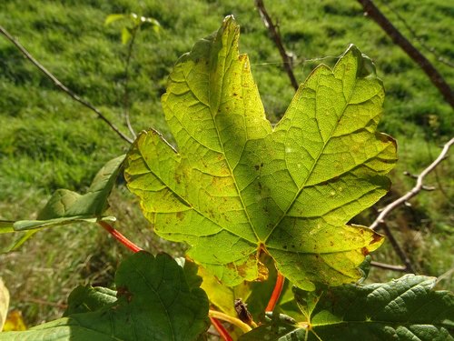 vine  leaf  fall