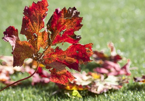 vine  leaves  fall