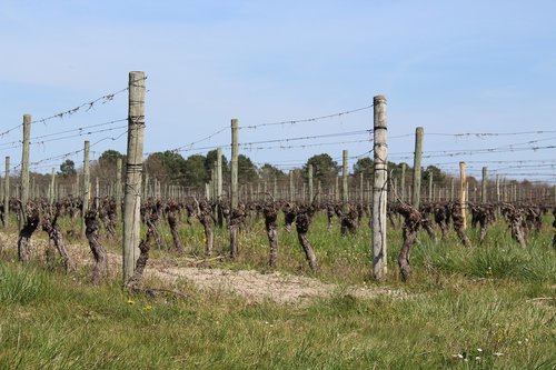 vine  occitania  france