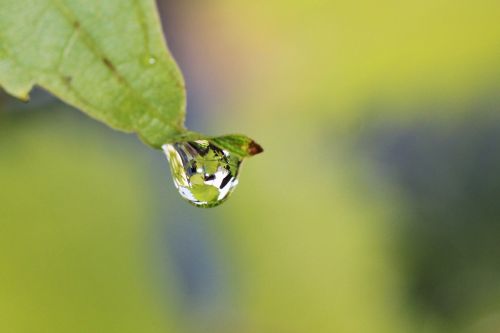 vine drip raindrop